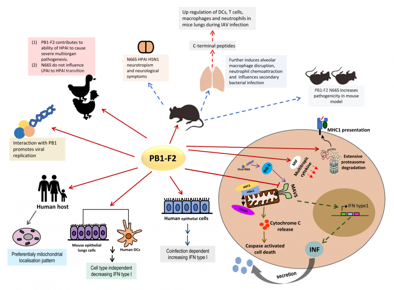 Virus influenza particle ethnicity infection protection disease